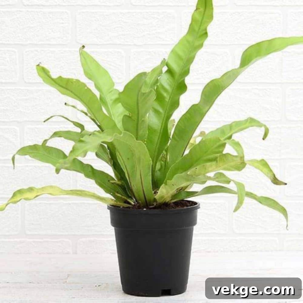 Birds_Nest_Fern