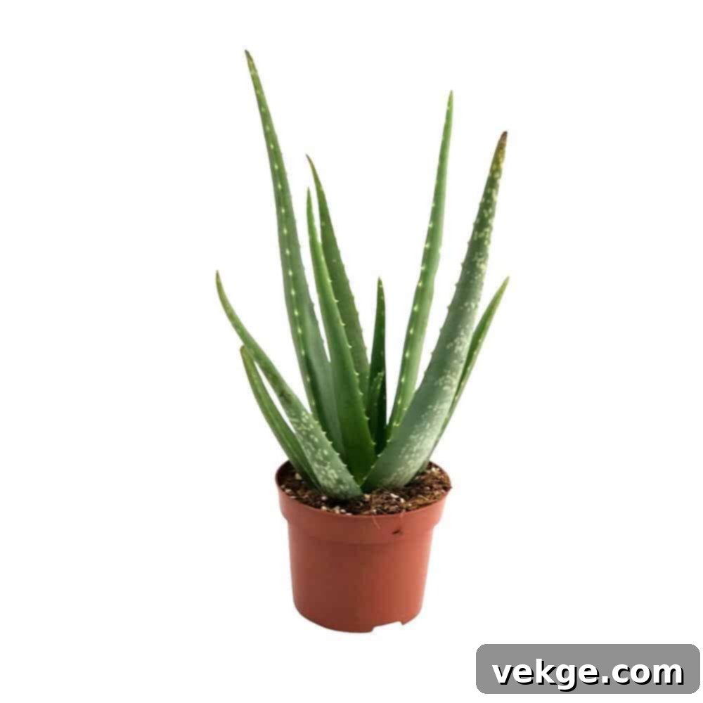 Aloe_Vera