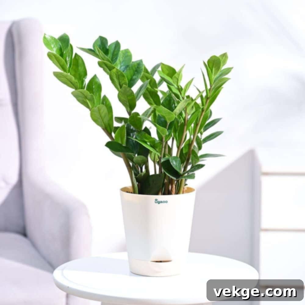 ZZ_Plant