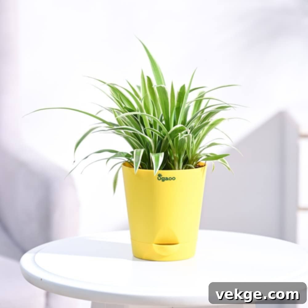 Spider Plant