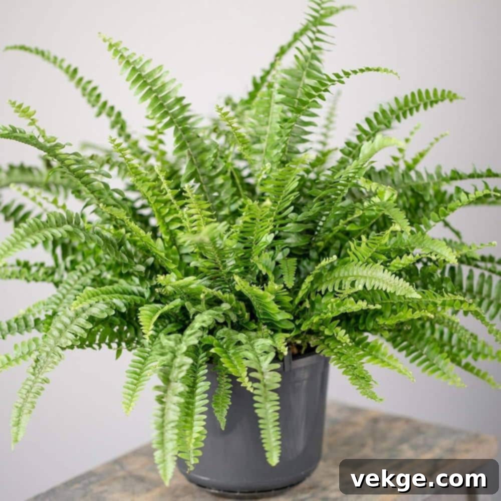 Boston_Fern