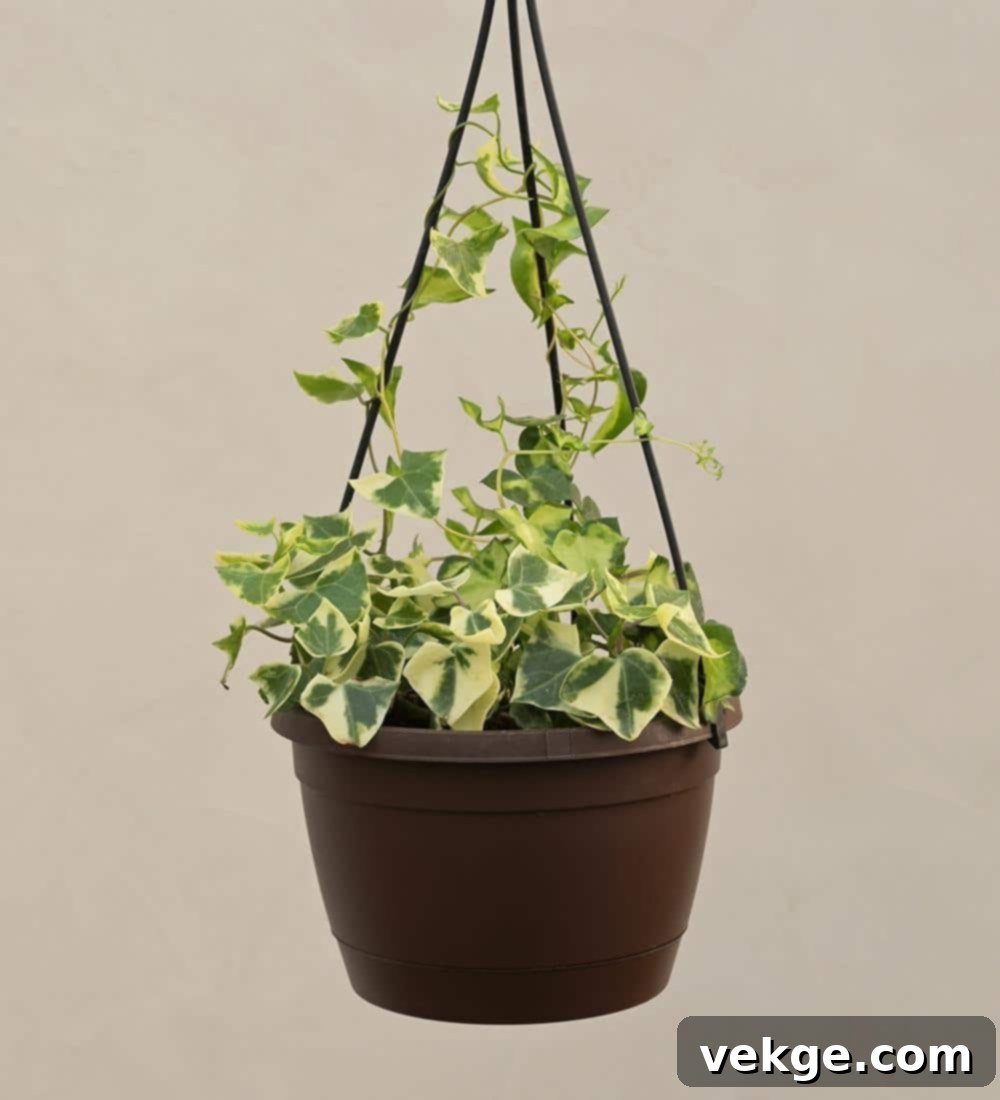 English_Ivy