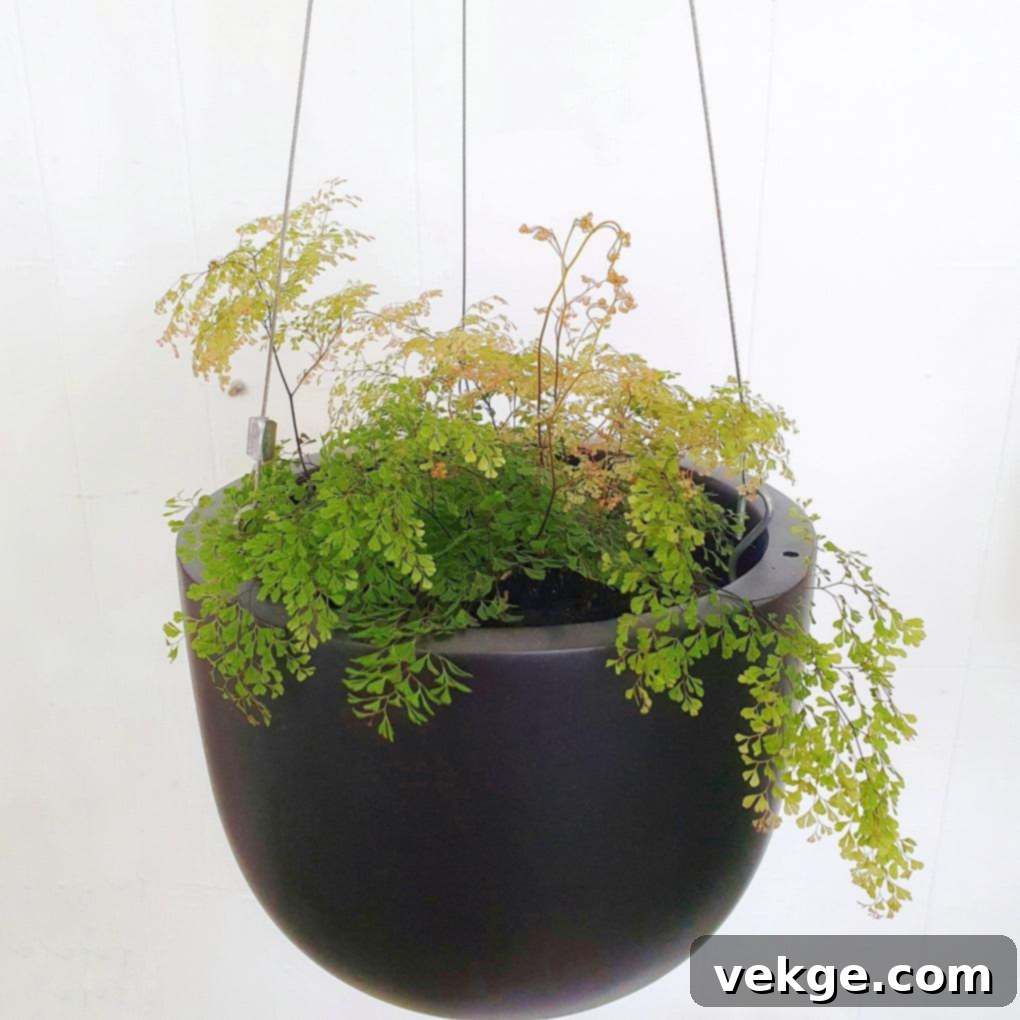 Maidenhair_Fern_Adiantum