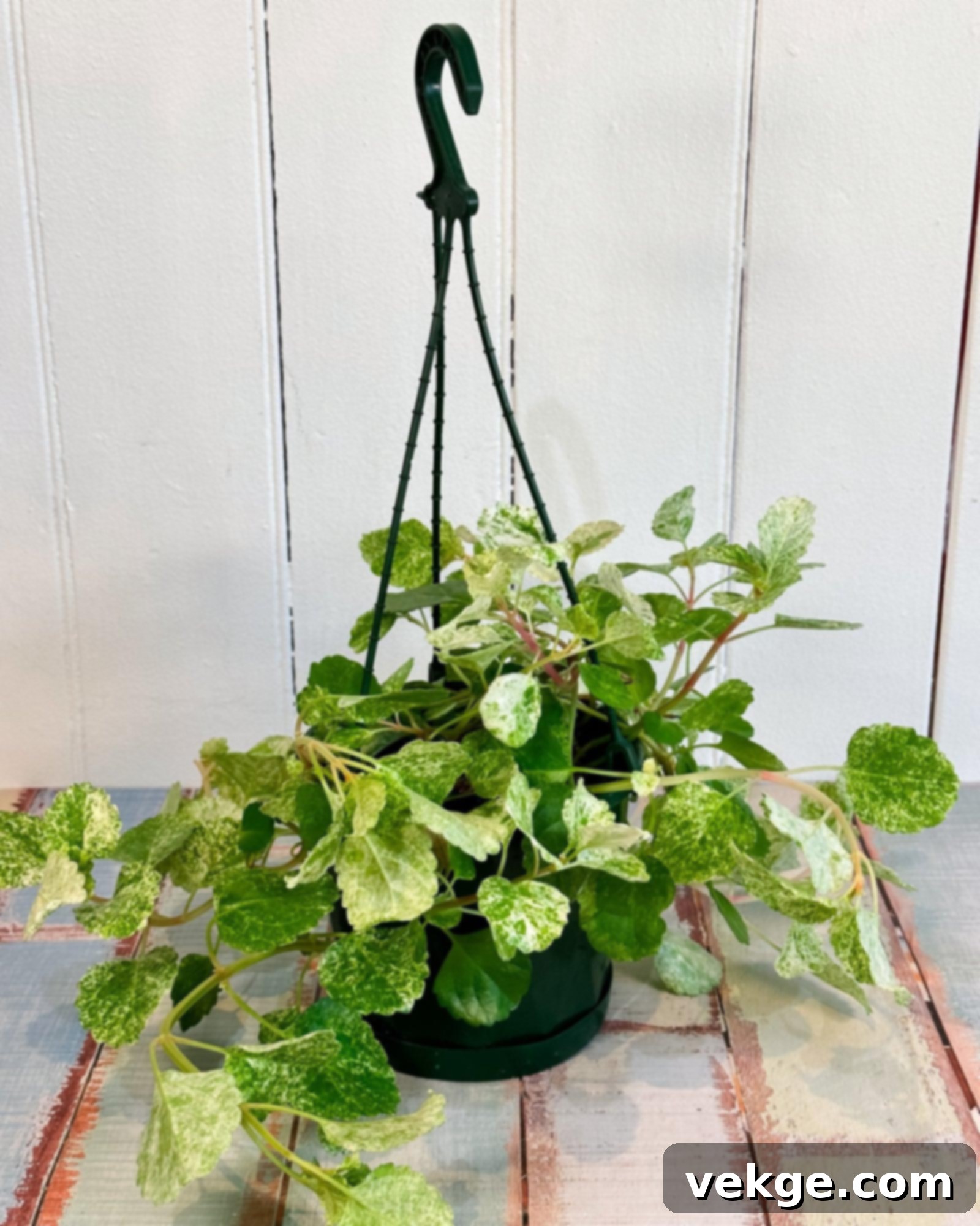 Swedish_Ivy_Plectranthus_verticillatus