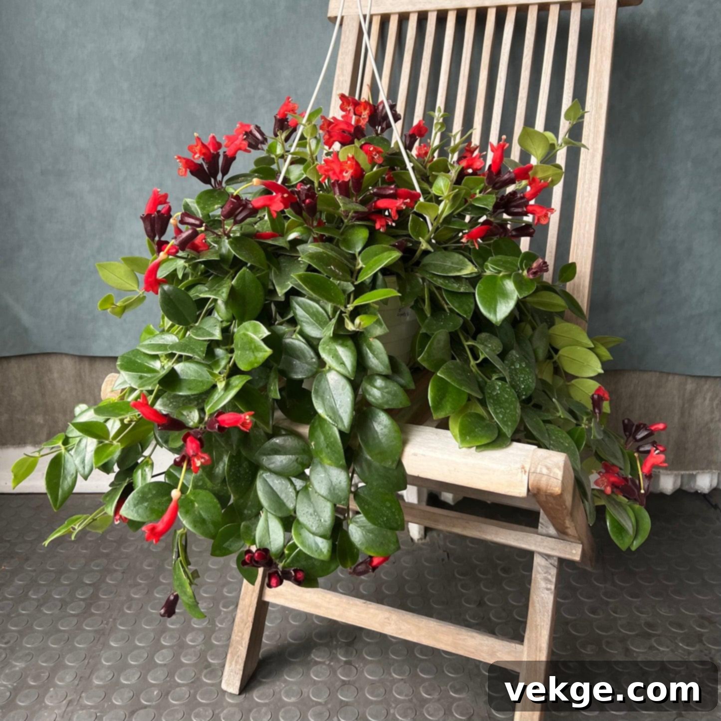 Lipstick_Plant_Aeschynanthus_radicans