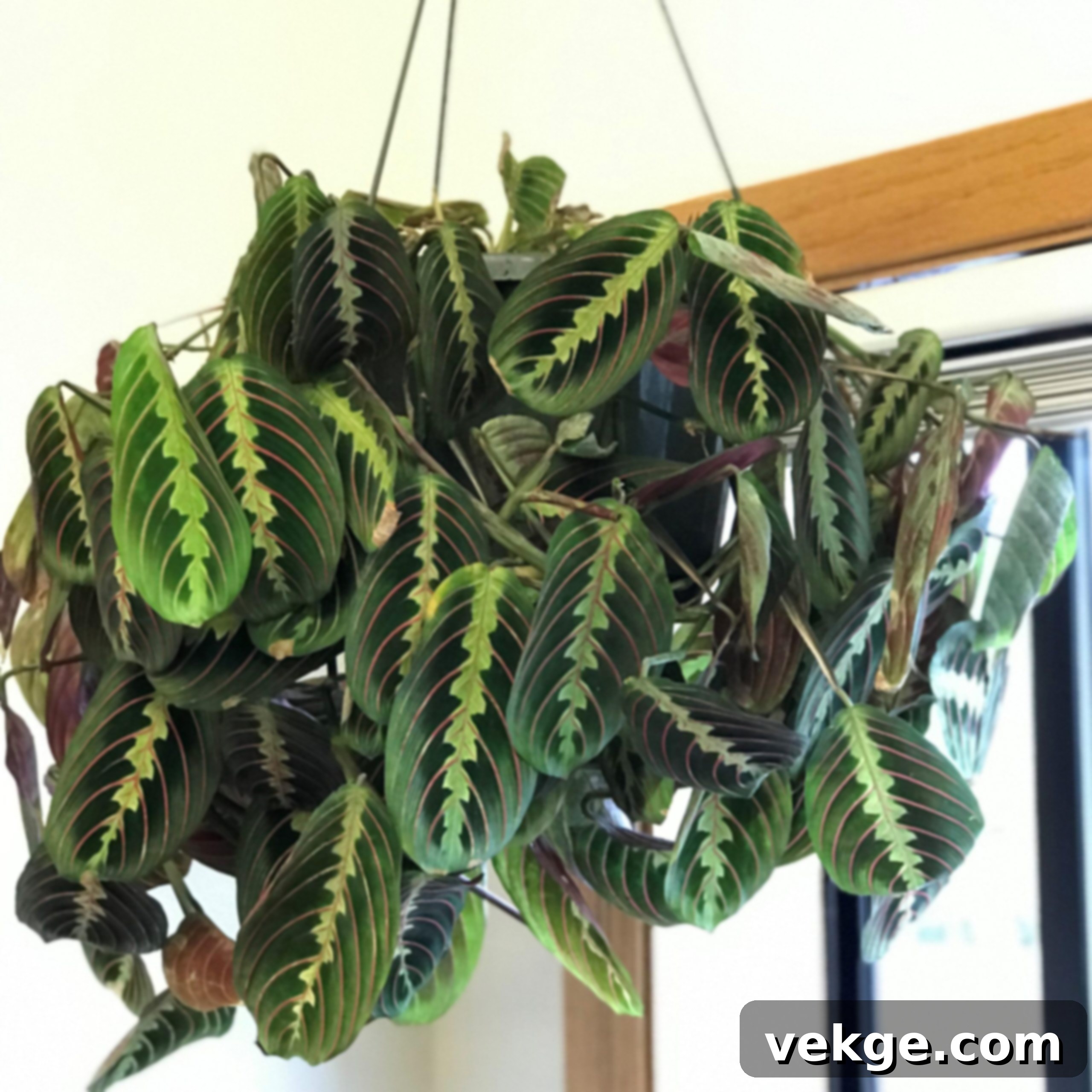 Prayer_Plant_Maranta_leuconeura