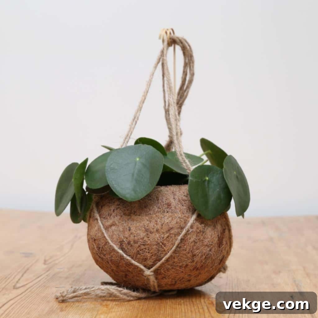Chinese_Money_Plant_Pilea_peperomioides