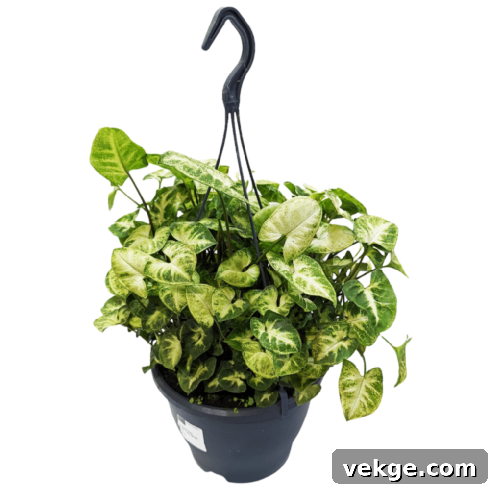Arrowhead_Plant_Syngonium_podophyllum