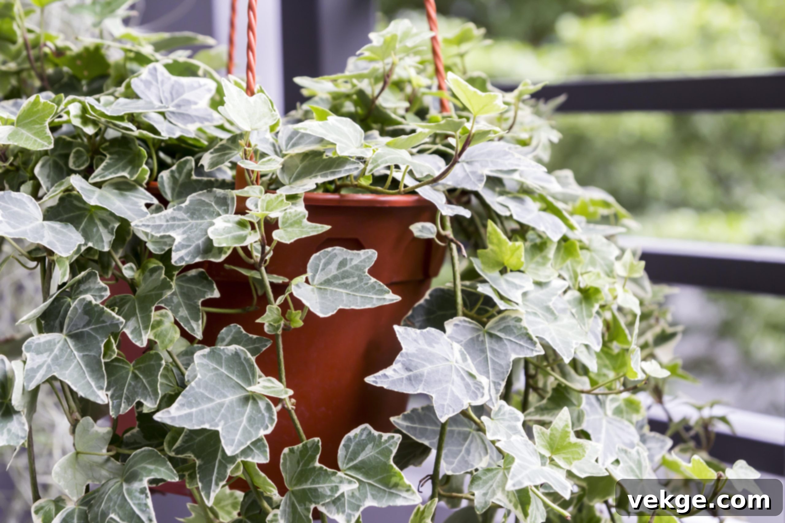 English_Ivy_Hedera_helix