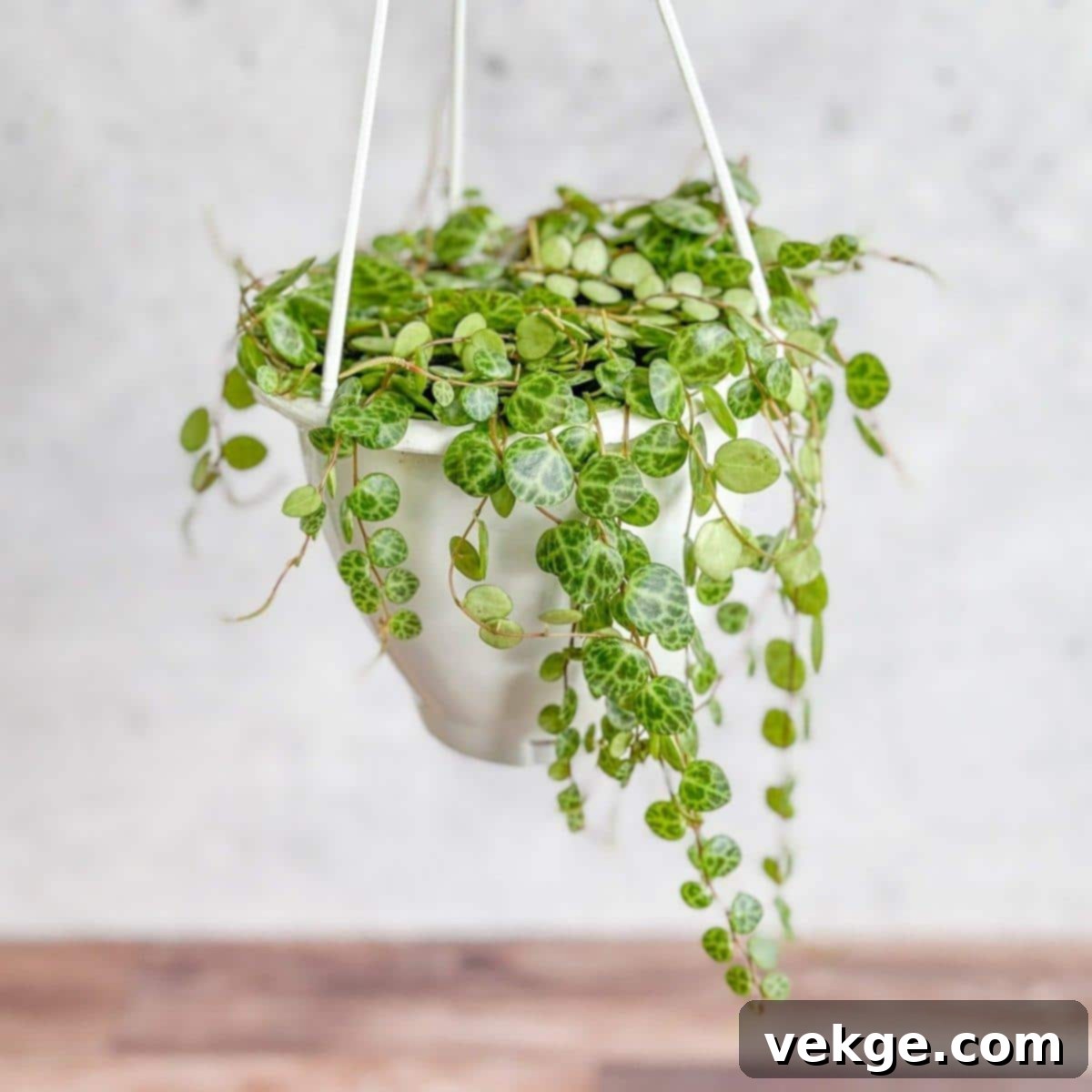 String_of_Turtles_Peperomia_prostrate