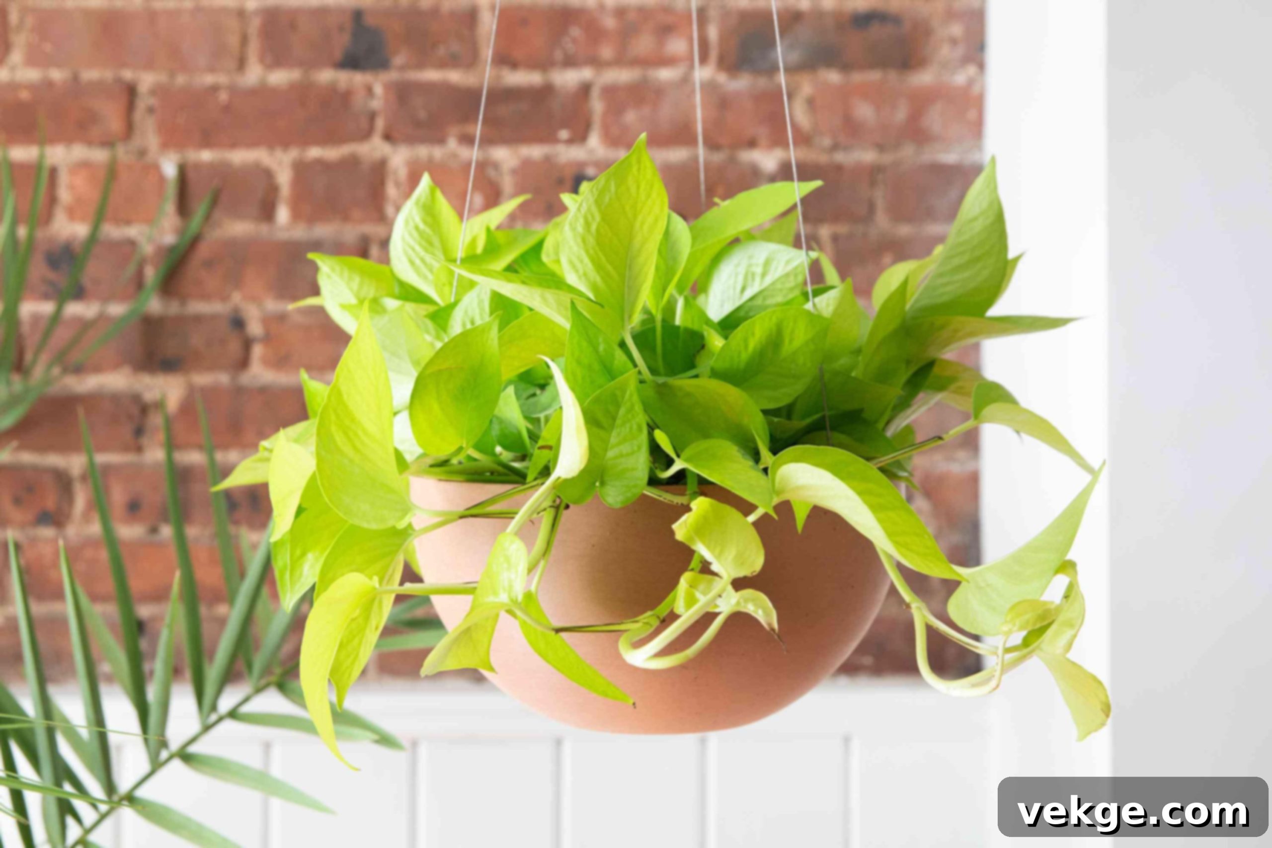 Neon_Pothos_Epipremnum_aureum_Neon