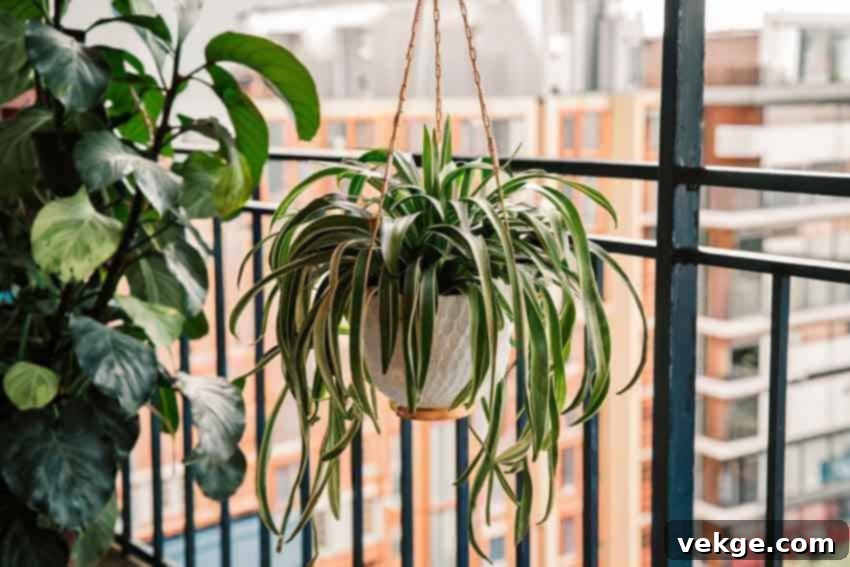 Spider_Plant_Chlorophytum_comosum