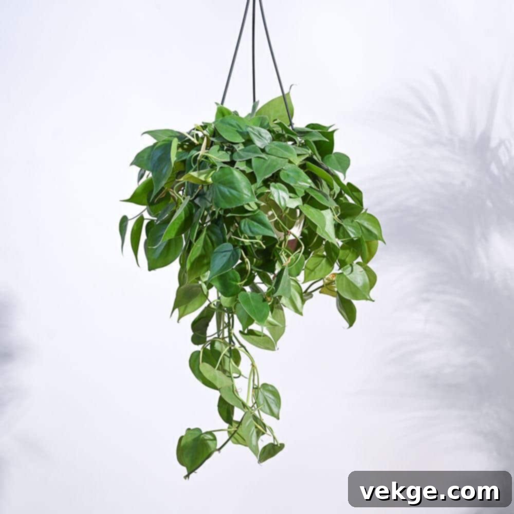 Philodendron