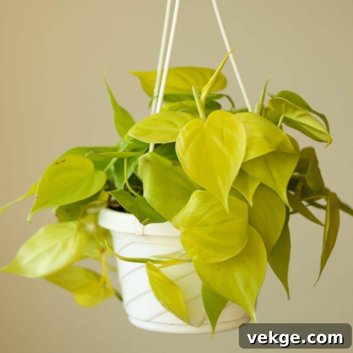 Heart-Leaf_Philodendron_Philodendron_hederaceum