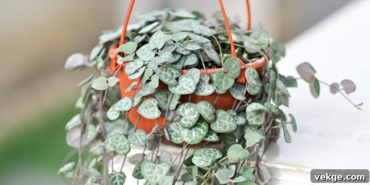 String_of_Hearts_Ceropegia_woodii
