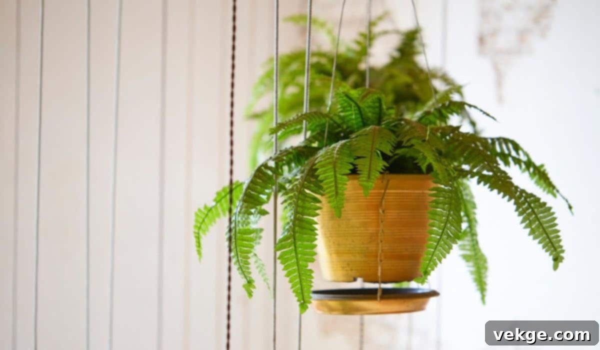 Boston_Fern_Nephrolepis_exaltata