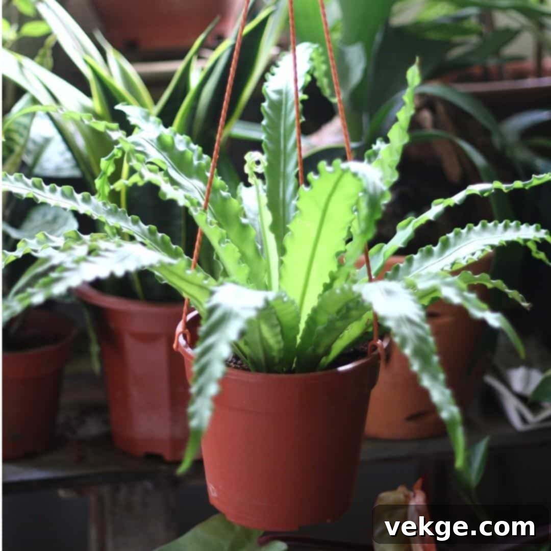 Birds_Nest_Fern_Asplenium_nidus