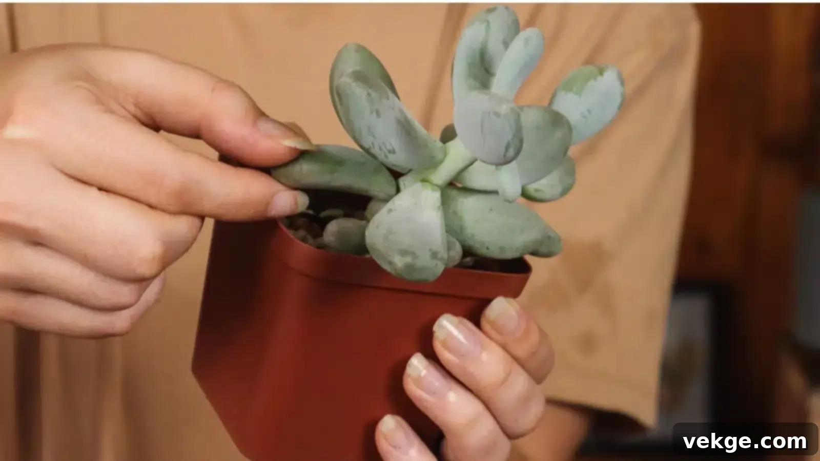 Selecting a healthy, plump succulent leaf for propagation