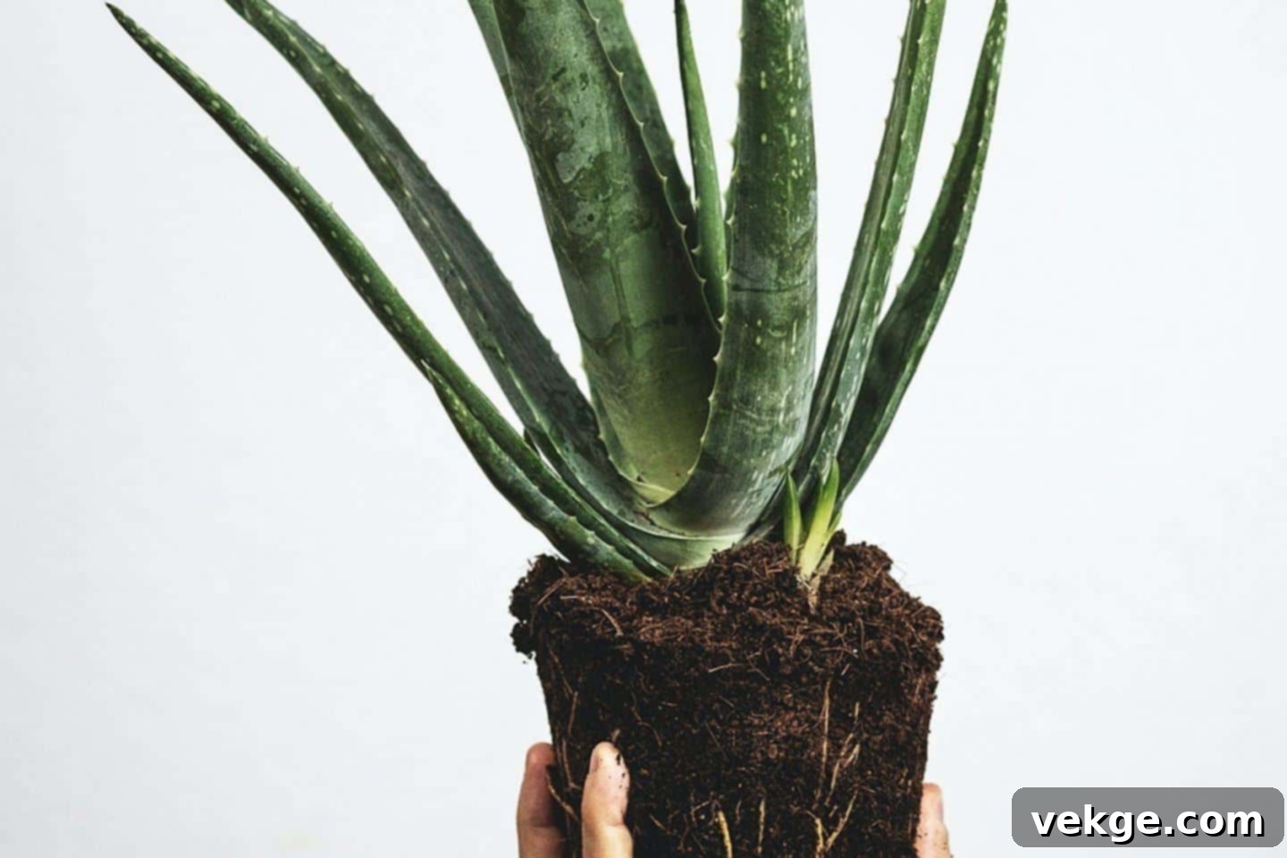 Identifying mature succulent offsets ready for separation