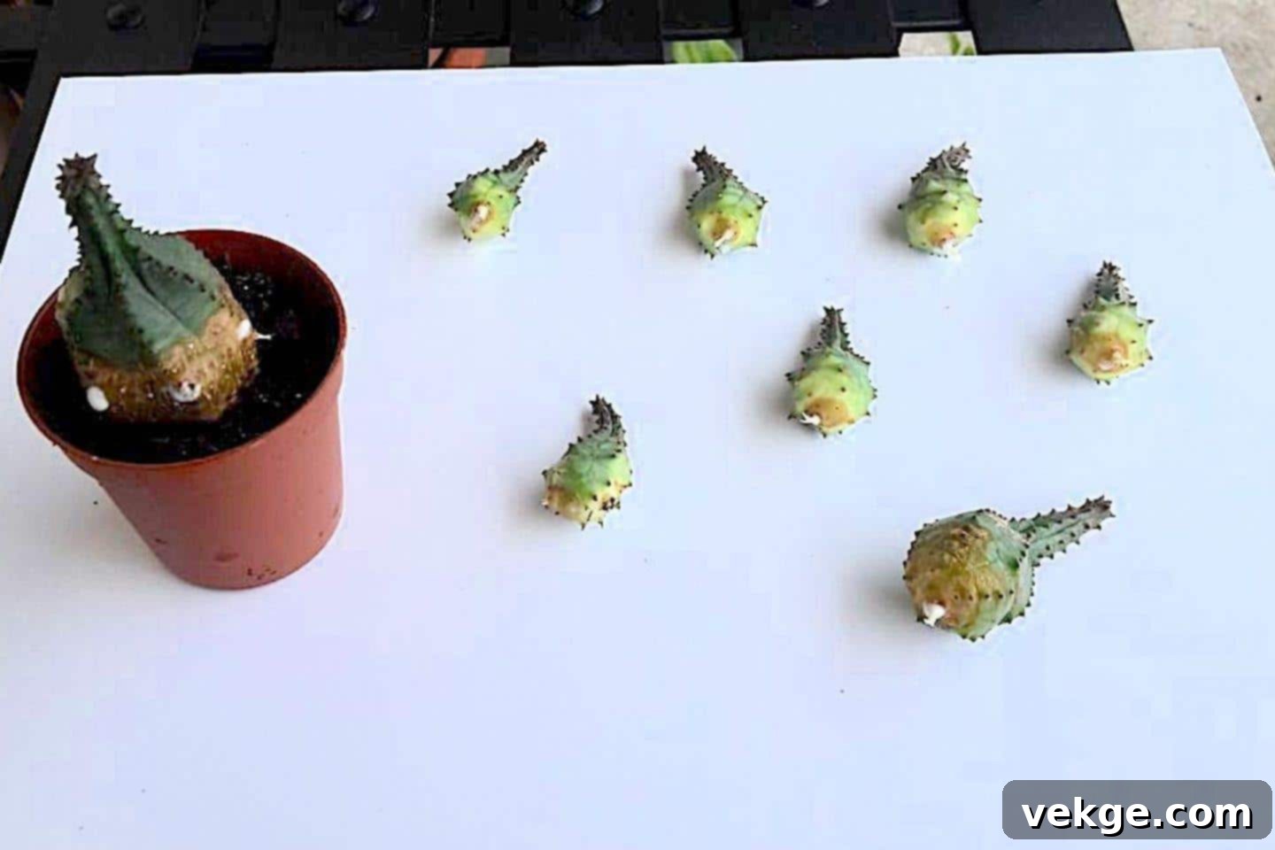 Carefully removing a succulent offset from the parent plant