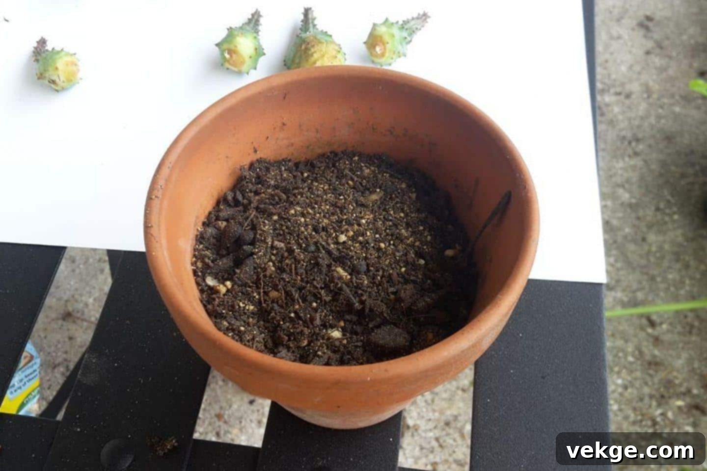 Callousing succulent offset and preparing well-draining soil