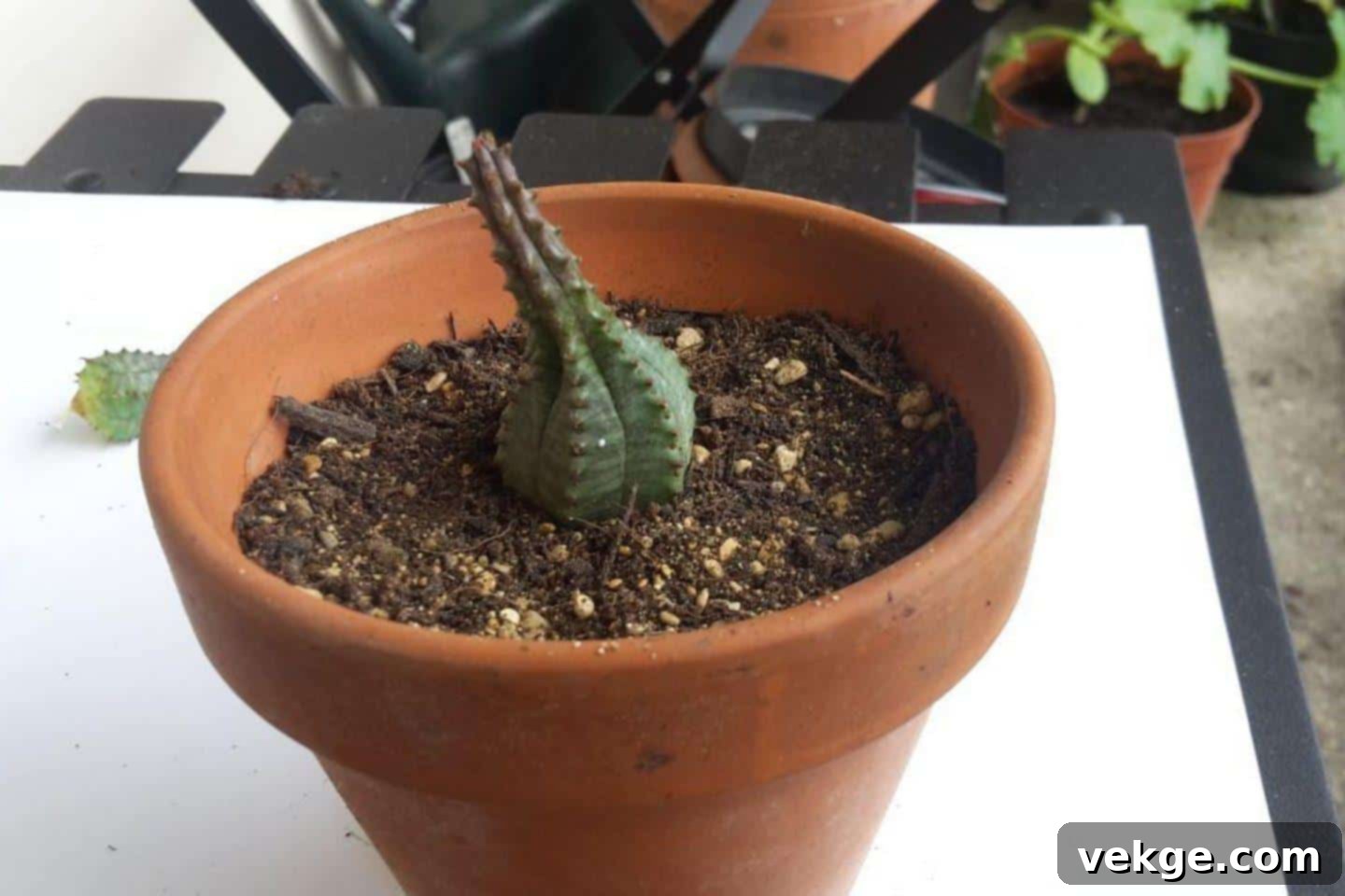 Planting a calloused succulent offset in prepared soil