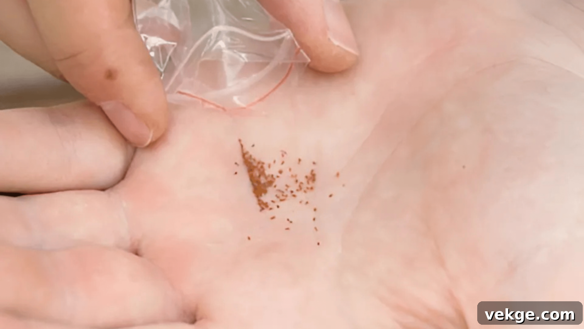 Preparing tiny succulent seeds for planting