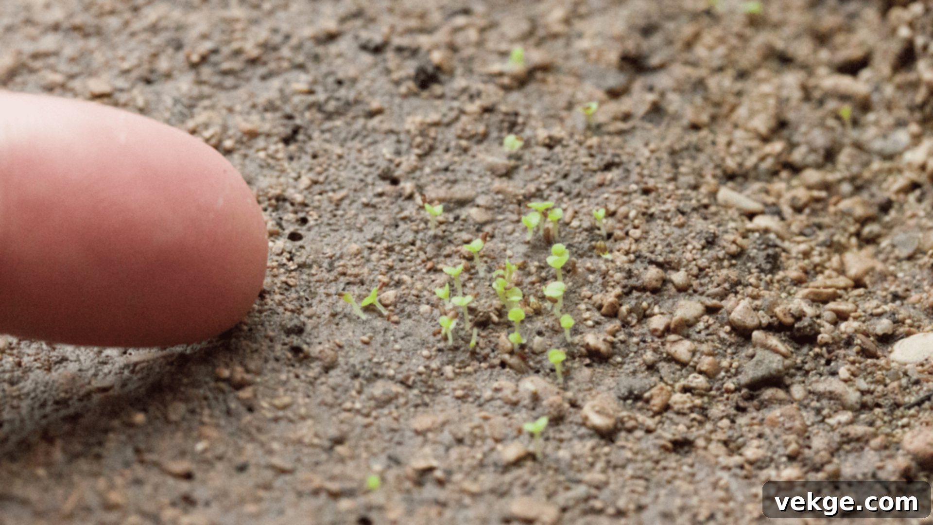Providing warm and indirect light conditions for succulent seeds