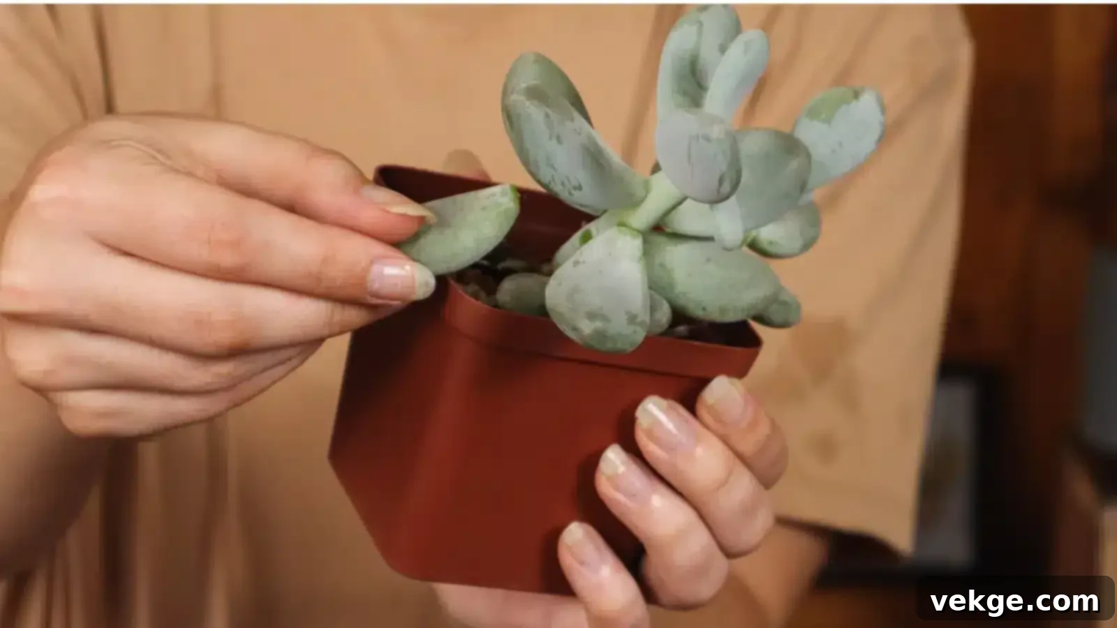 Carefully detaching a succulent leaf from the stem for propagation