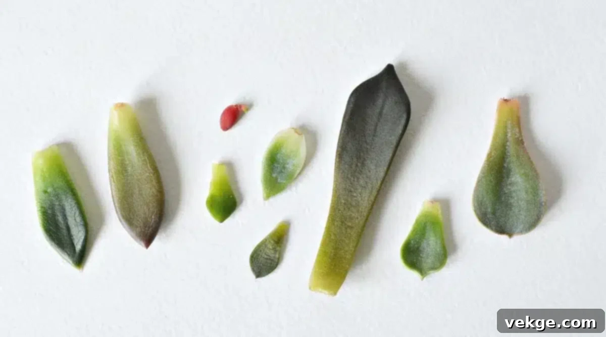 Callousing succulent leaves on a dry surface before planting