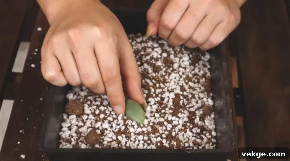 Placing calloused succulent leaves on soil for rooting