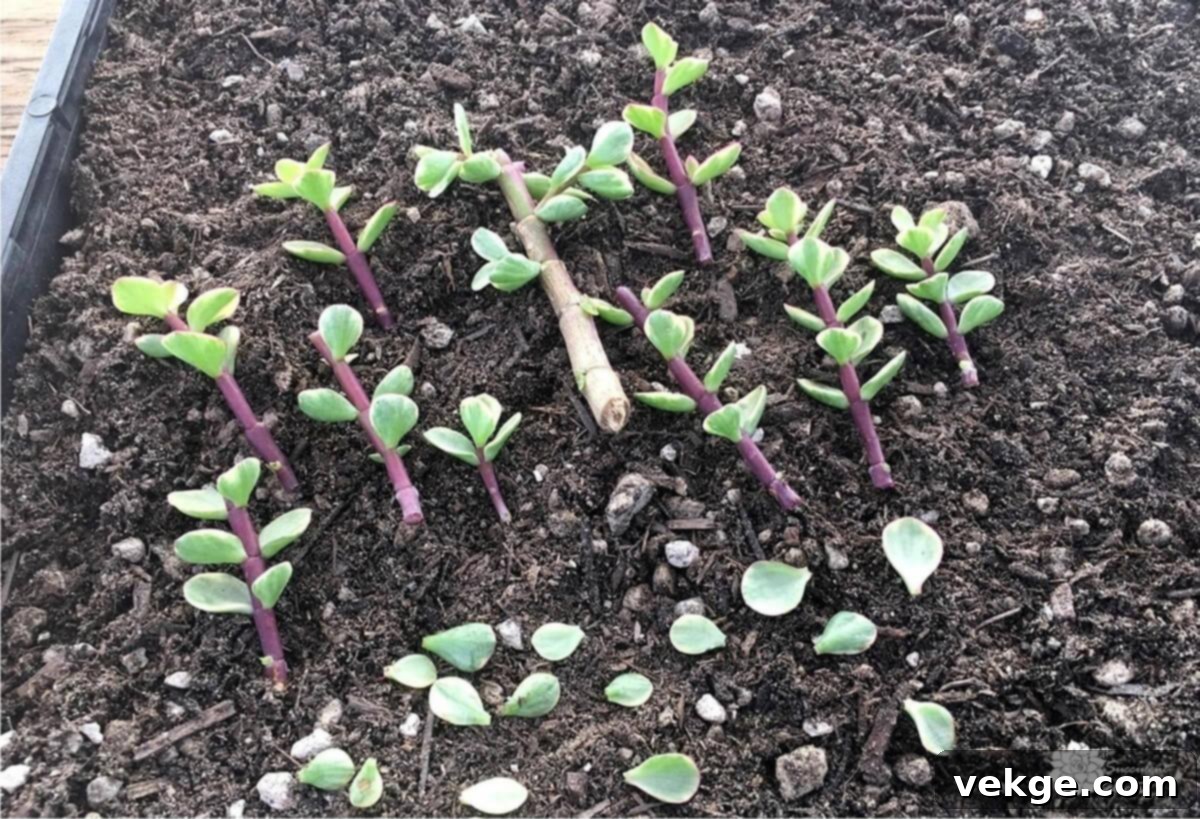 Succulent stem cuttings drying and callousing on soil