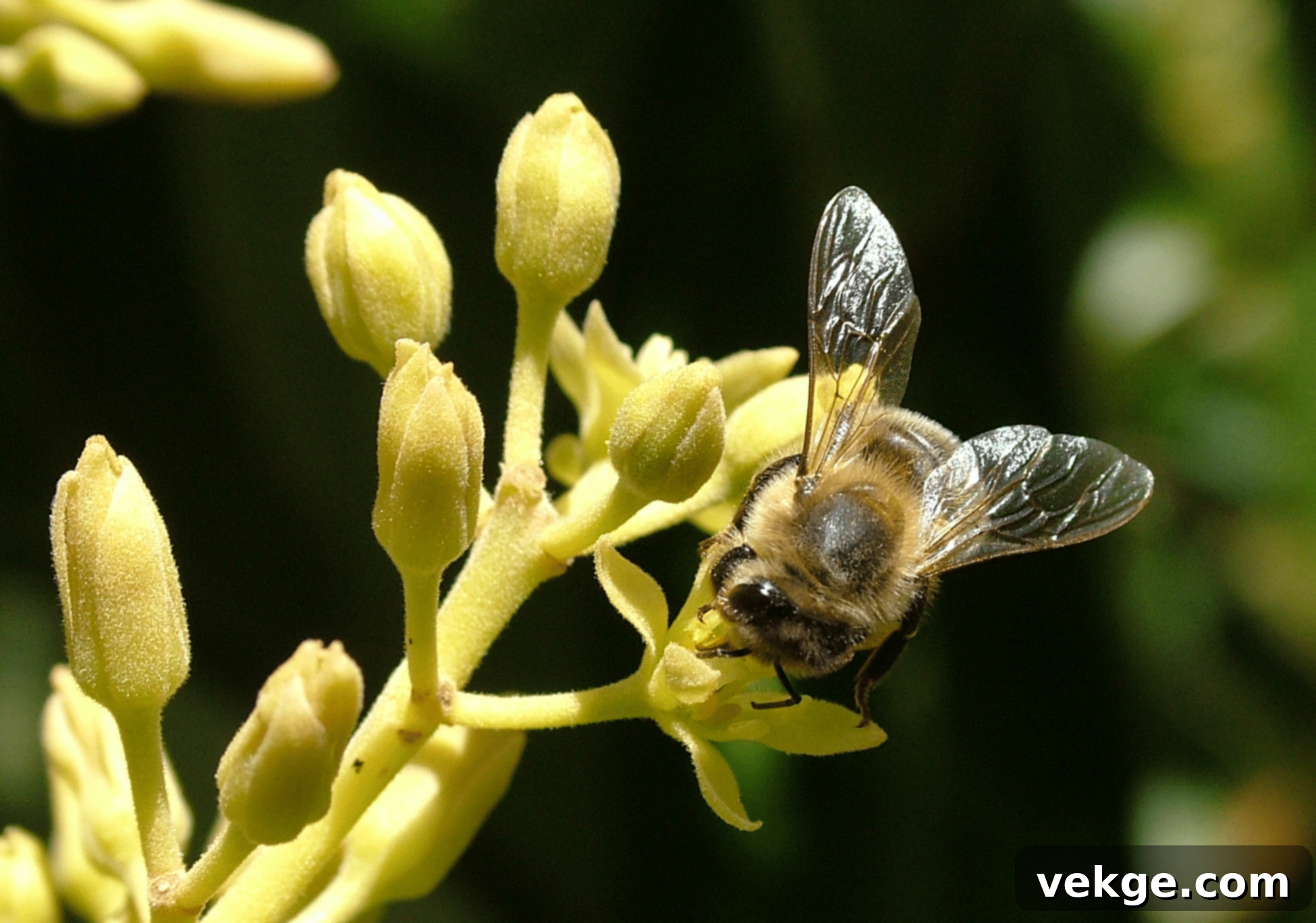How Pollination Works in Avocado Trees