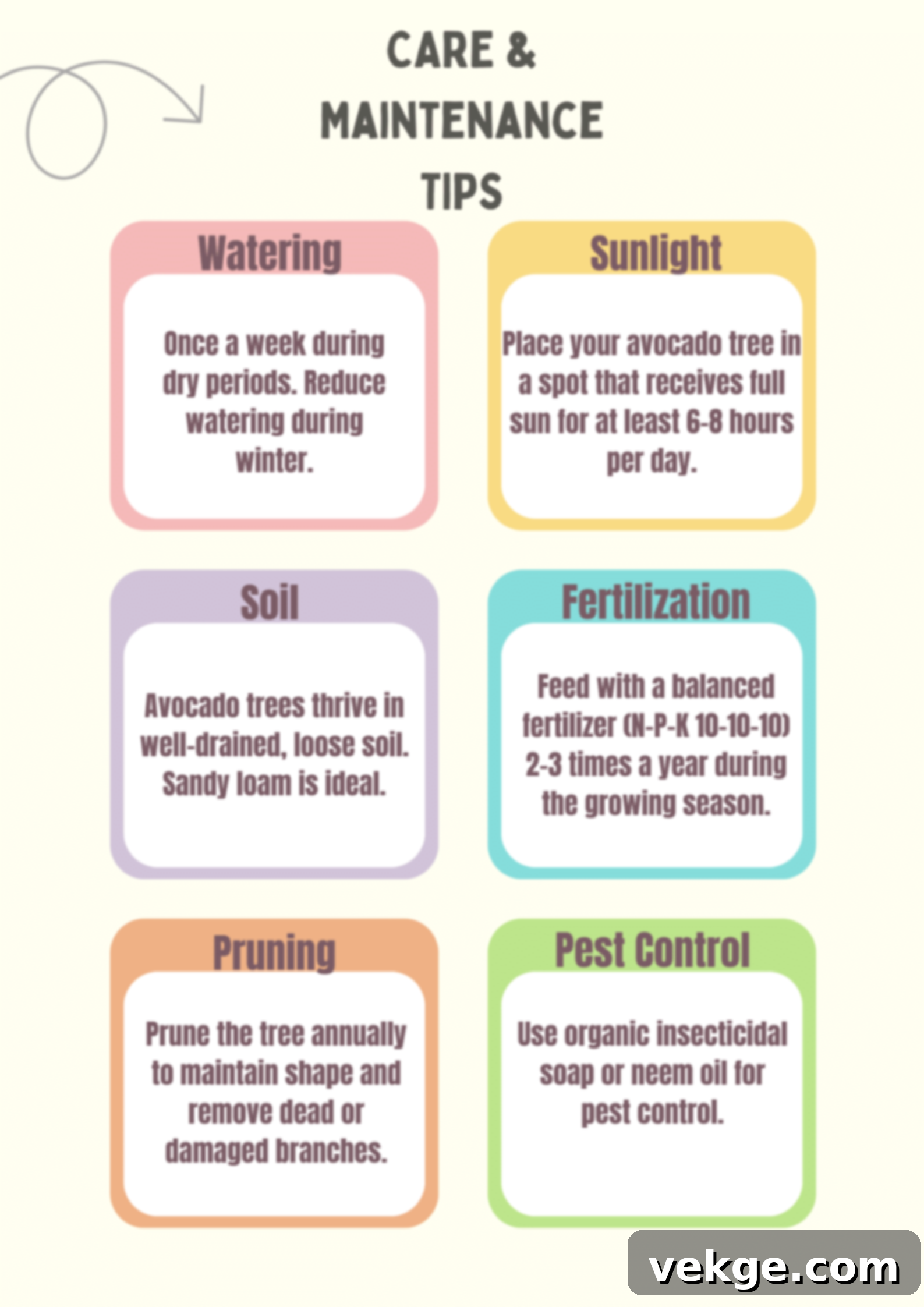 Avocado Tree Care and Maintenance