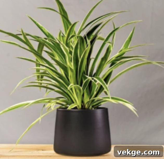Spider Plant with arching variegated leaves in a small pot.