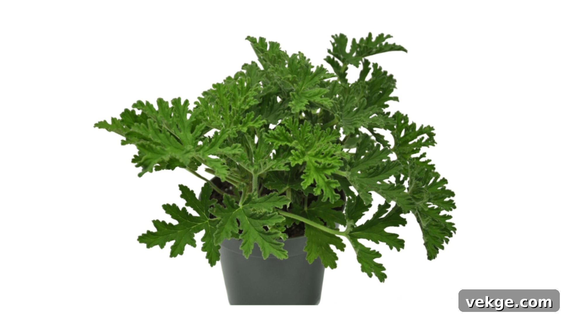 Geranium with colorful blooms and fragrant leaves.