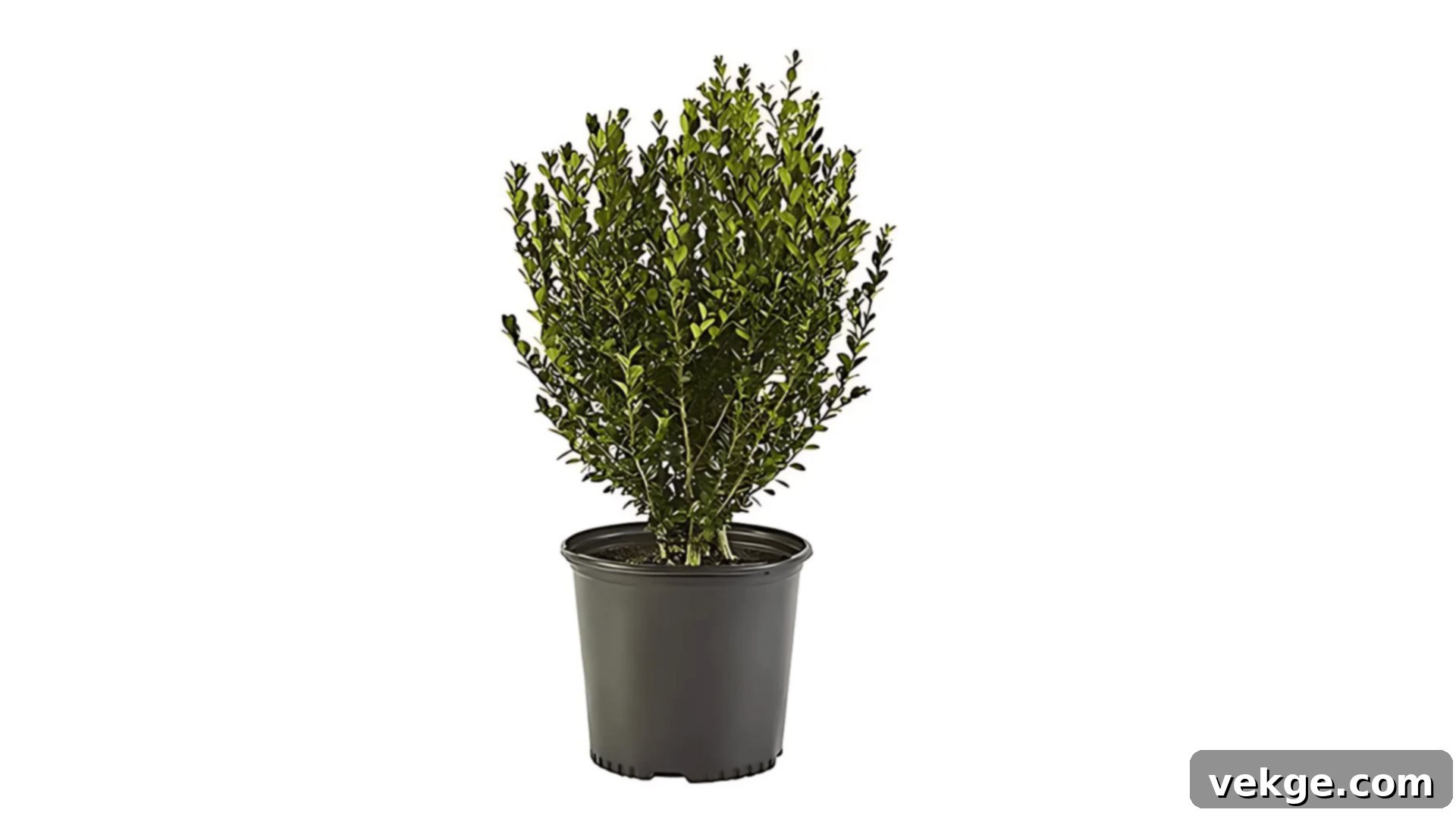 Boxwood shrub with dense, evergreen foliage.