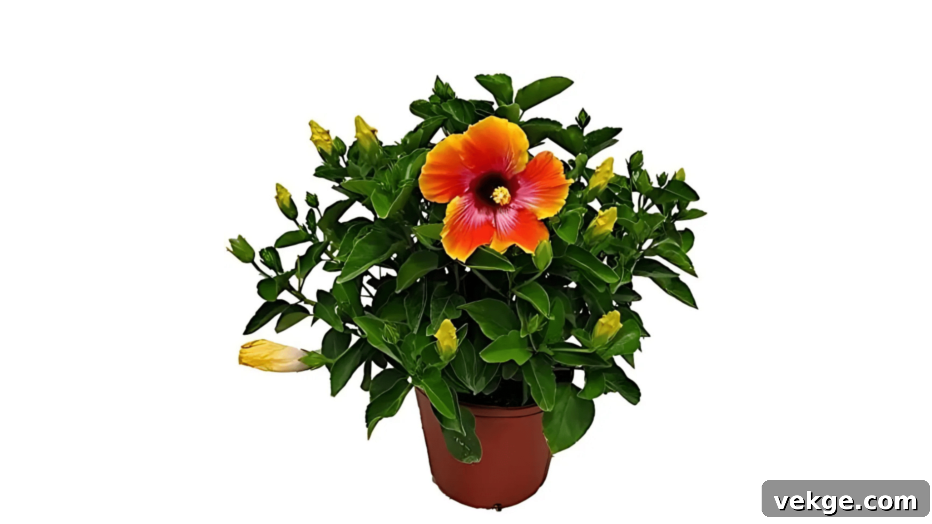 Hibiscus plant with large, colorful tropical blooms.