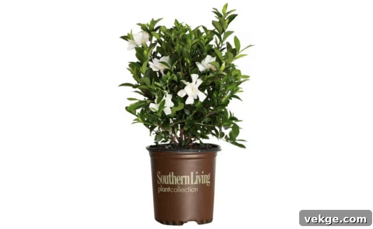 Gardenia shrub with white, fragrant blooms.