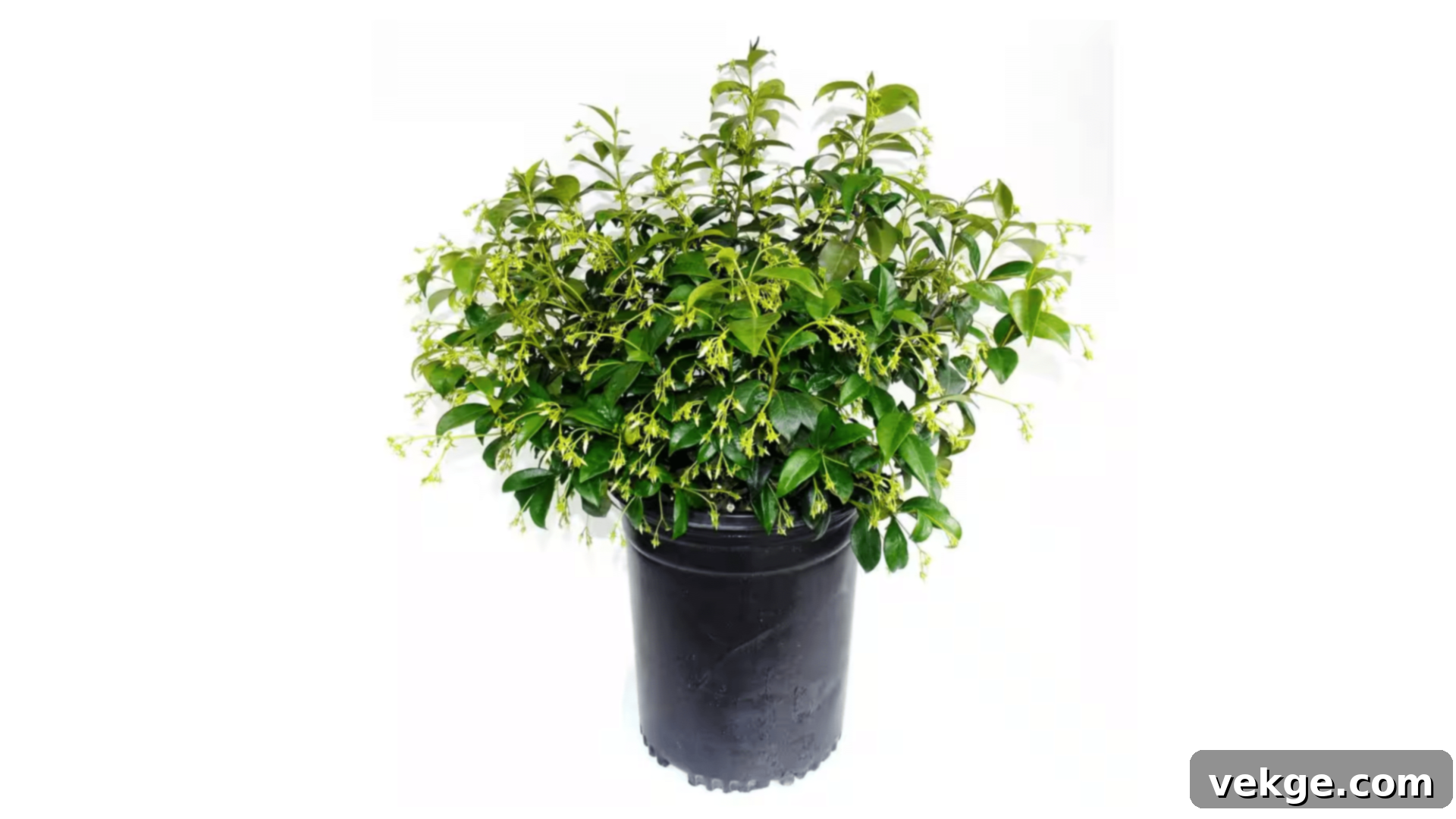 Jasmine plant with fragrant white flowers.