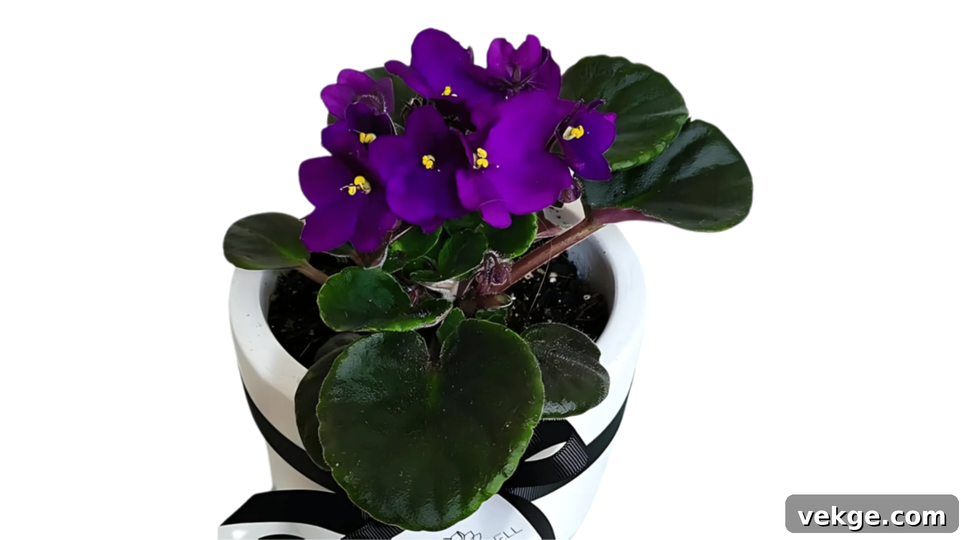 African Violet with small, round leaves and purple flowers.