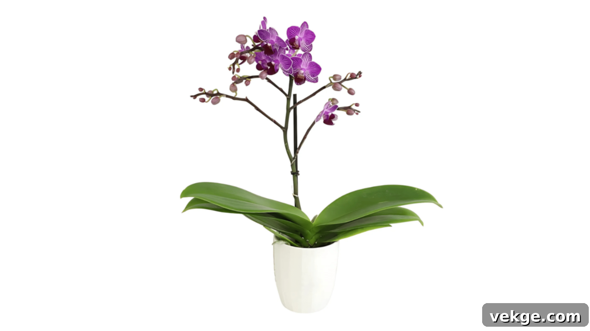 Orchid with exotic blooms in varying colors.