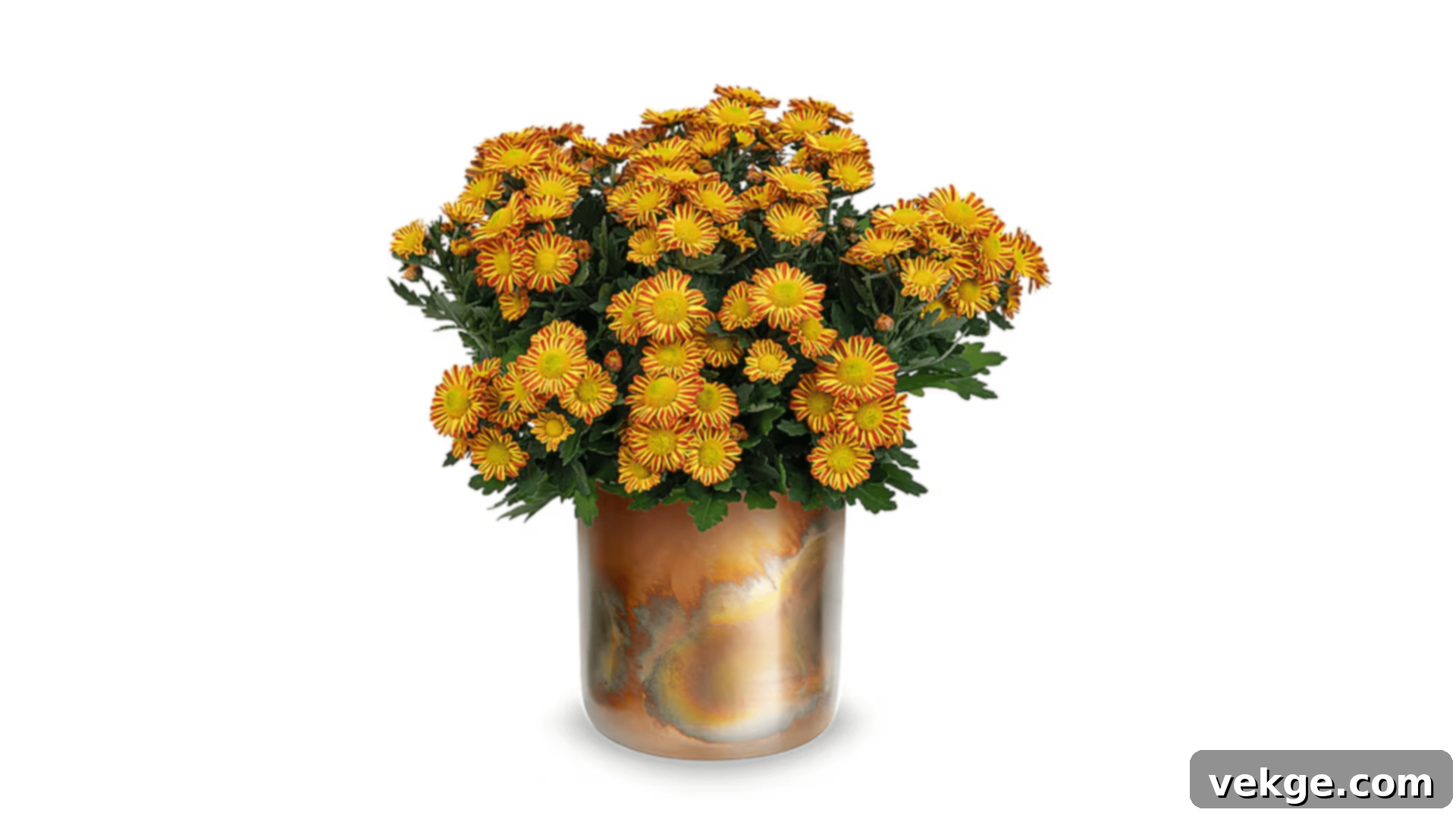 Chrysanthemum with dense, colorful autumn flowers.
