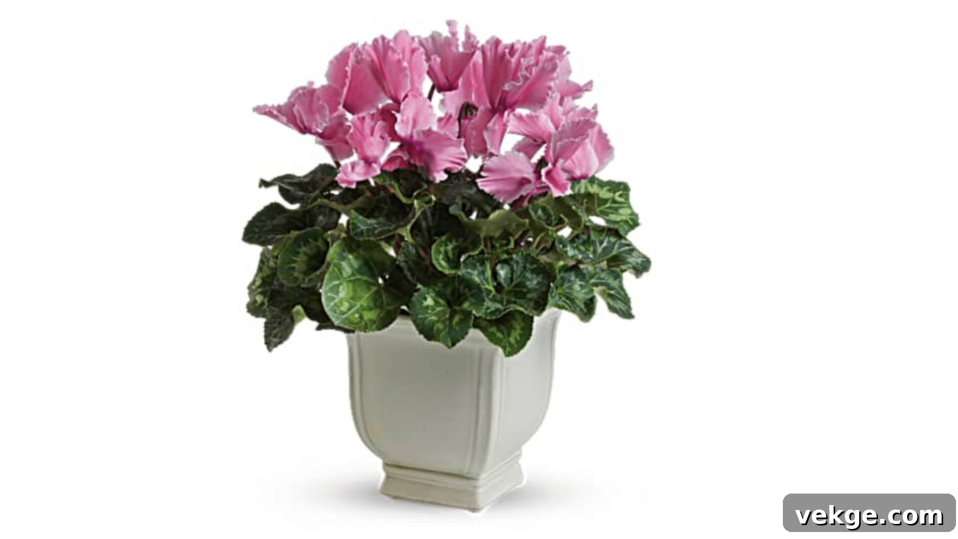 Cyclamen with heart-shaped leaves and vibrant pink flowers.