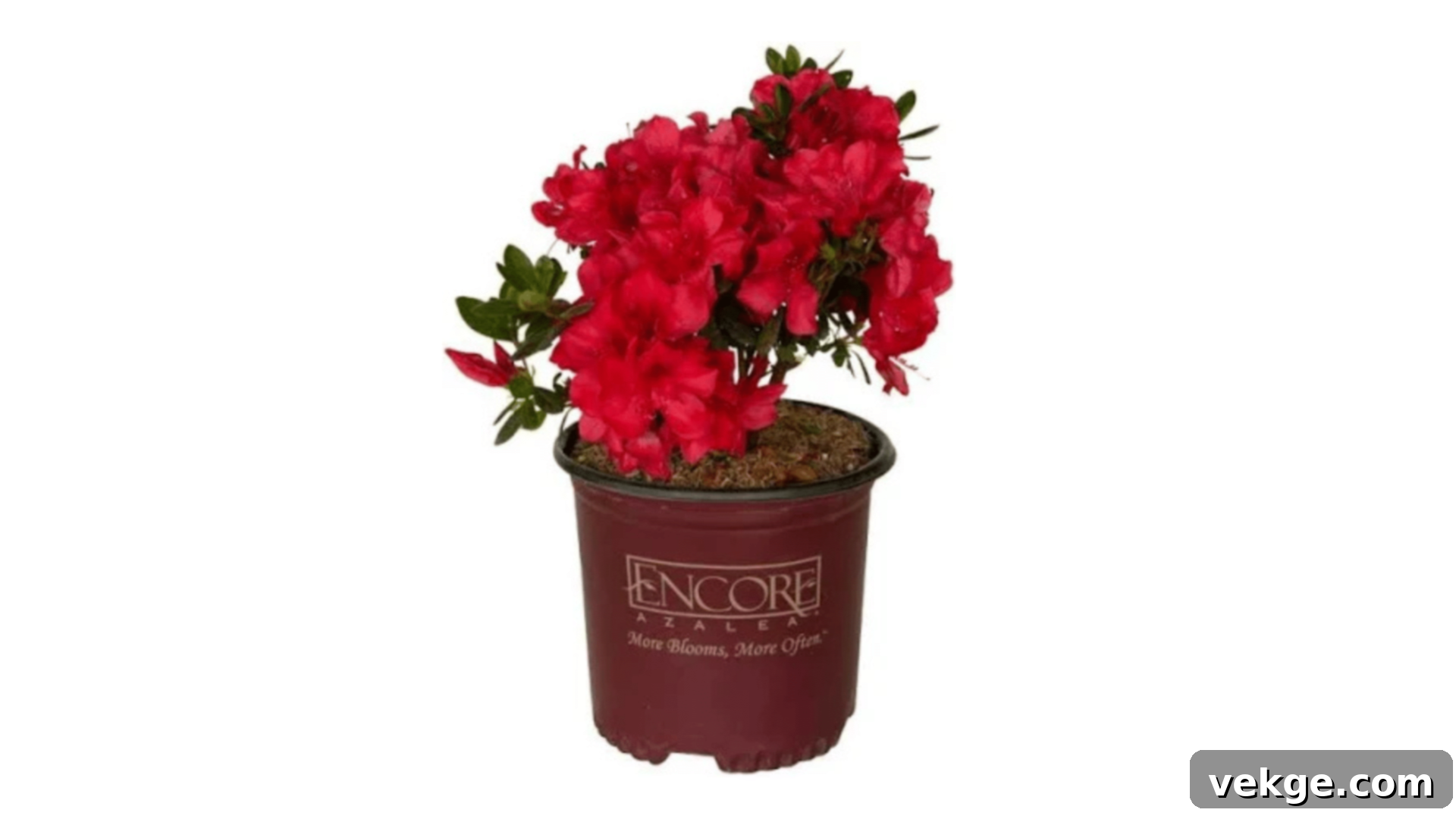 Azalea bush with colorful spring blooms.