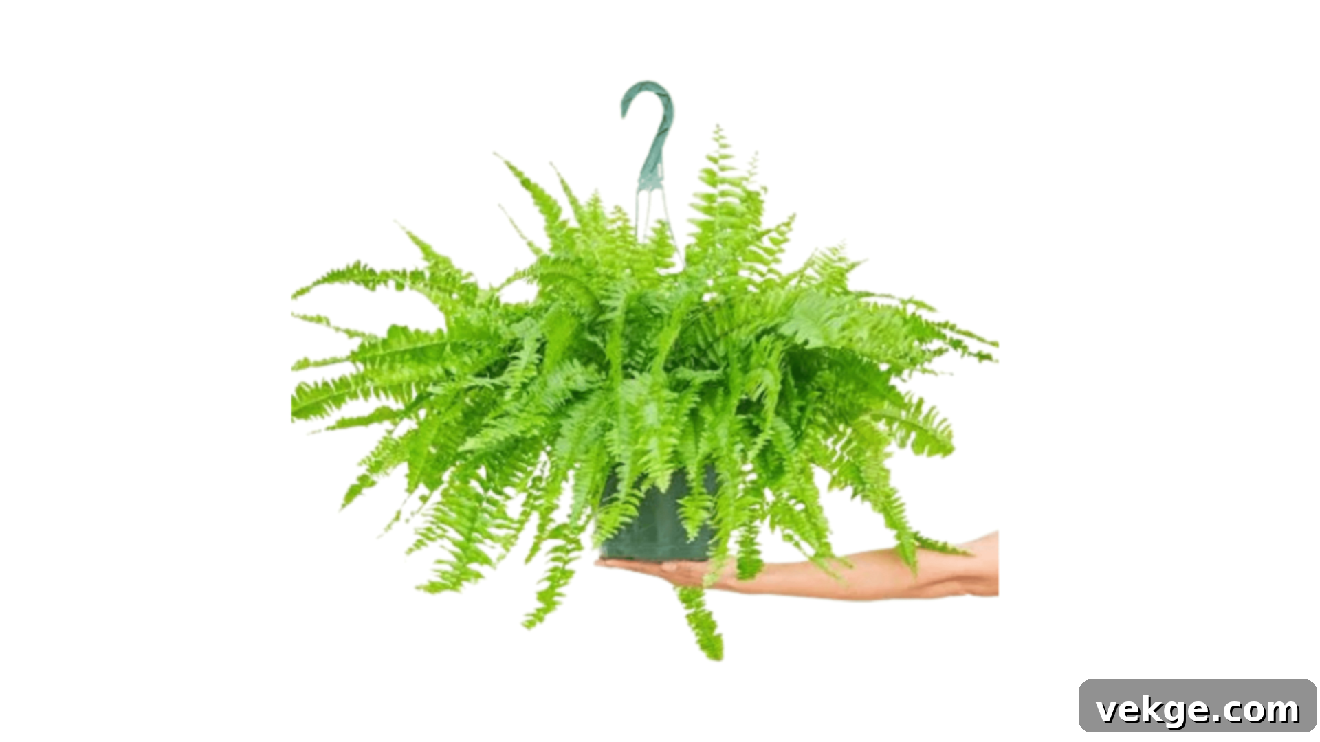 Boston Fern with long, feathery green fronds.