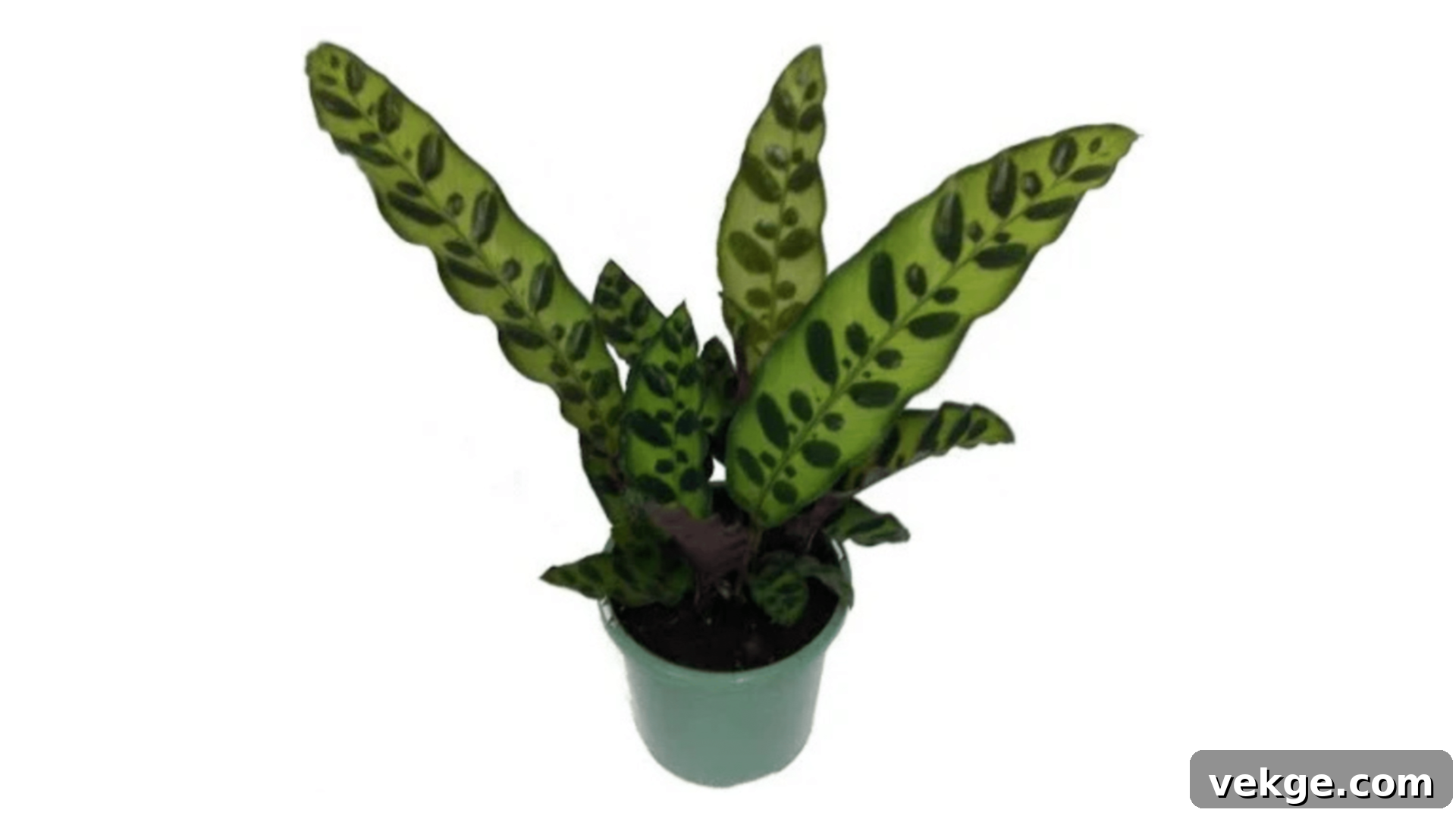Calathea plant with ornate leaf patterns and colors.