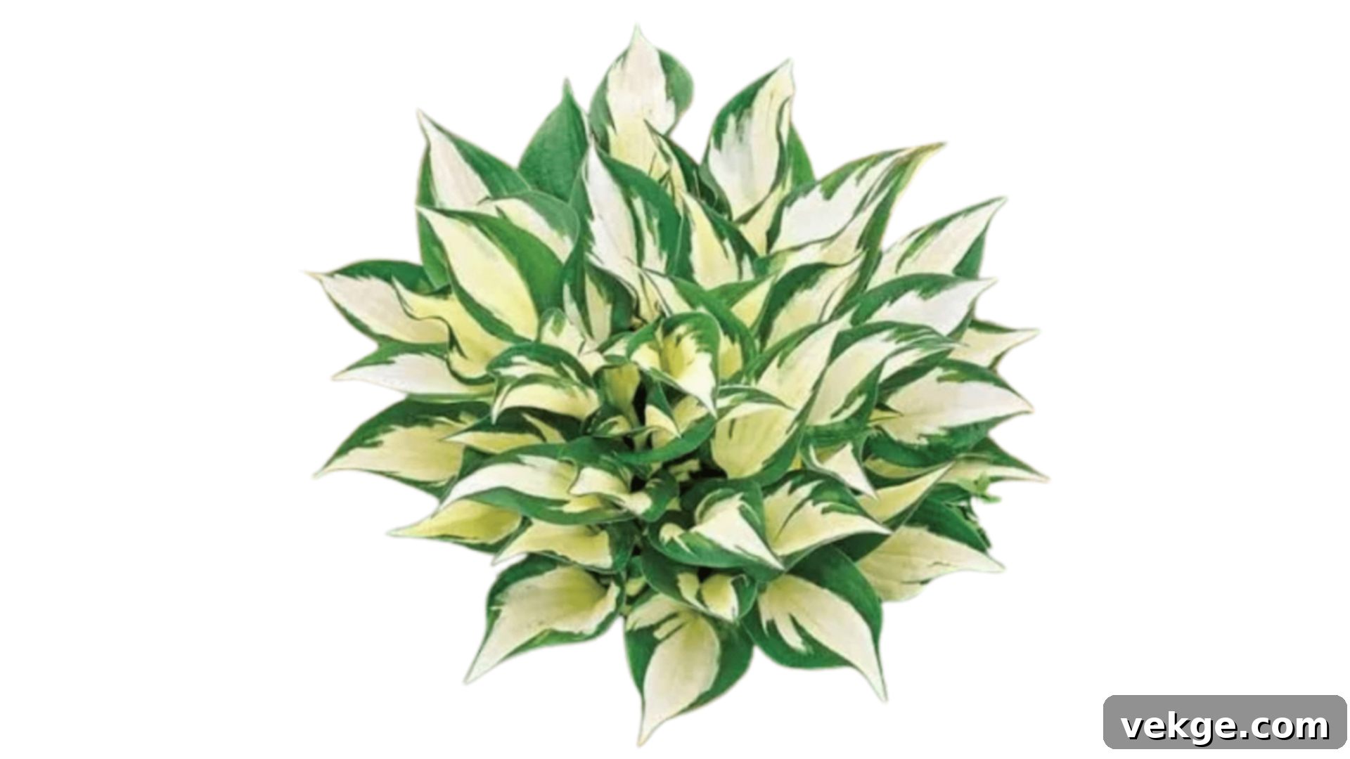 Hosta plant with wide, lush green and white variegated foliage.
