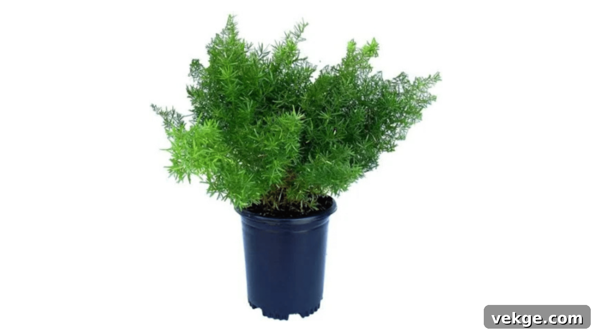 Asparagus Fern with feathery, light green foliage.