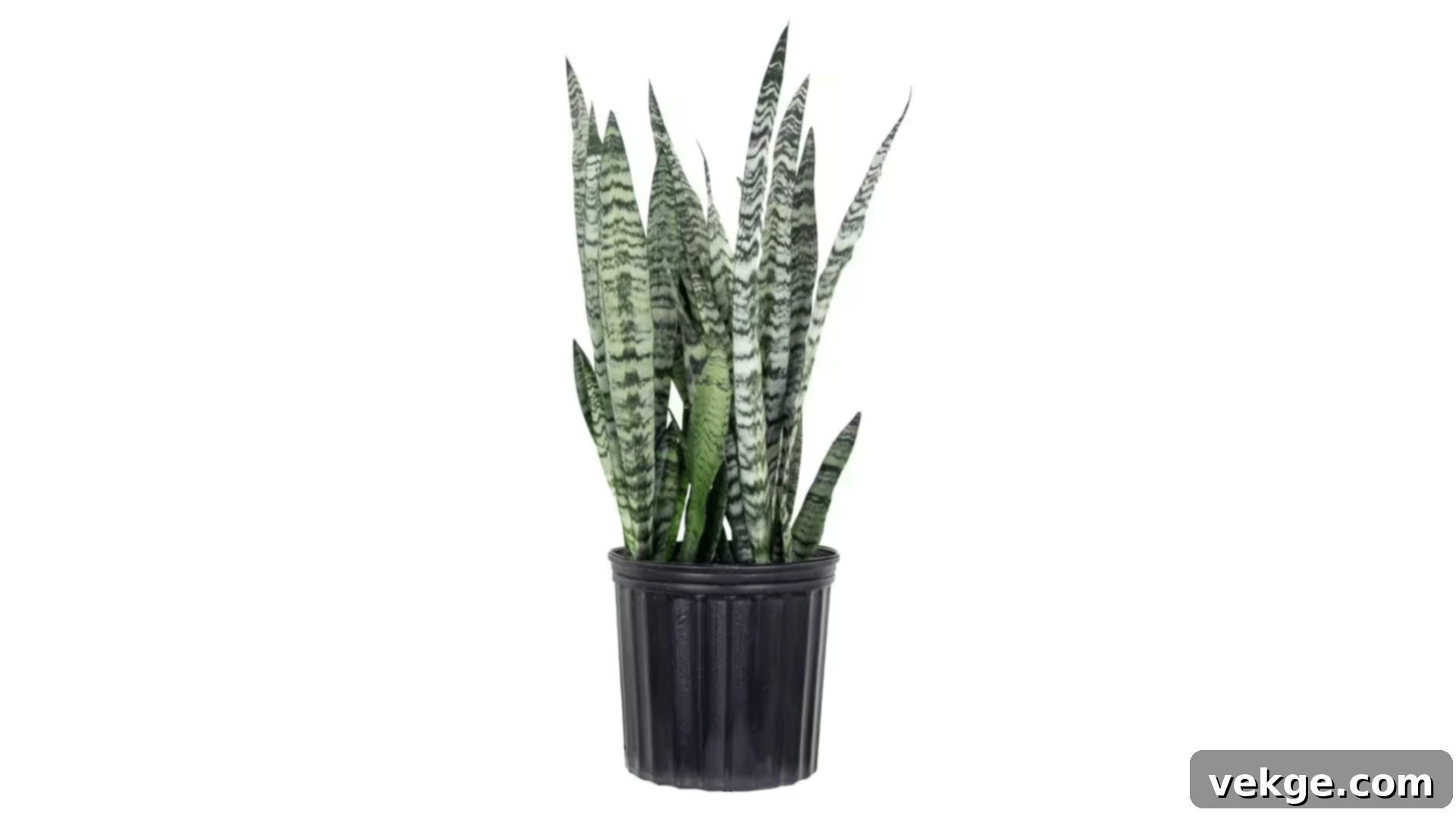 Snake Plant with upright, sword-like variegated leaves.